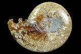 Polished, Agatized Ammonite (Cleoniceras) - Madagascar #97318-1